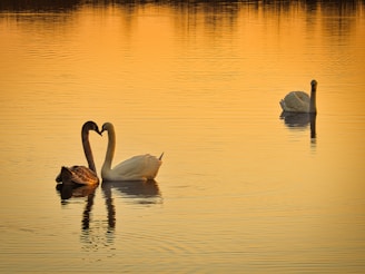 swan on lake
