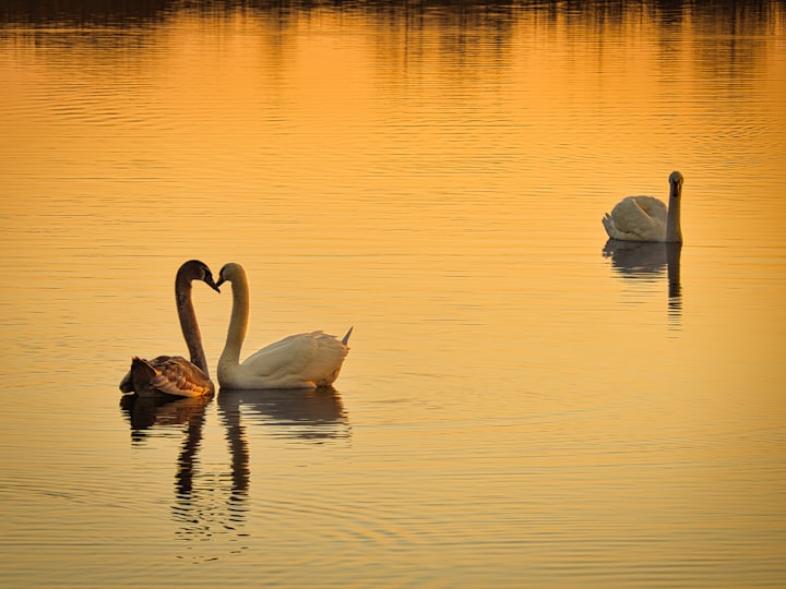 Swan Unrequited Love