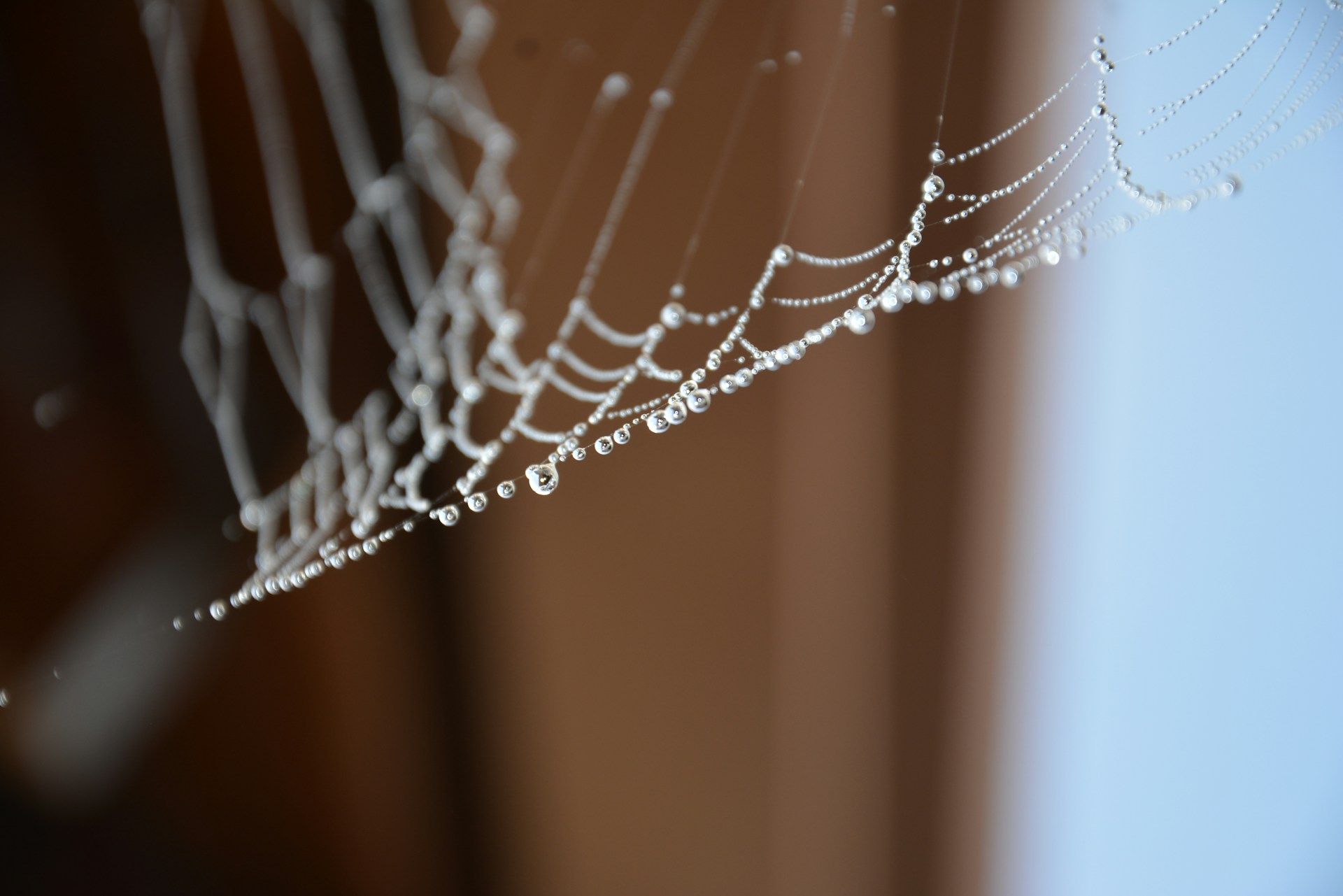 An artistic black and white macro shot of a delicate spider web sparkling with tiny droplets against a blurred natural background.
