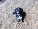 A black and white dog with a white muzzle and chest is sitting surrounded by a pile of straw. The dog, which appears to be a border collie or similar breed, looks up with attentive eyes.