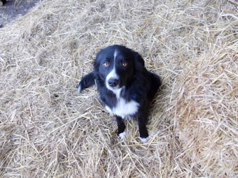 A black and white dog with a white muzzle and chest is sitting surrounded by a pile of straw. The dog, which appears to be a border collie or similar breed, looks up with attentive eyes.