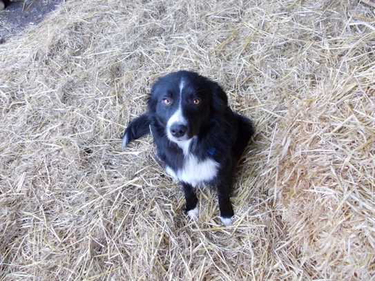 A black and white dog with a white muzzle and chest is sitting surrounded by a pile of straw. The dog, which appears to be a border collie or similar breed, looks up with attentive eyes.