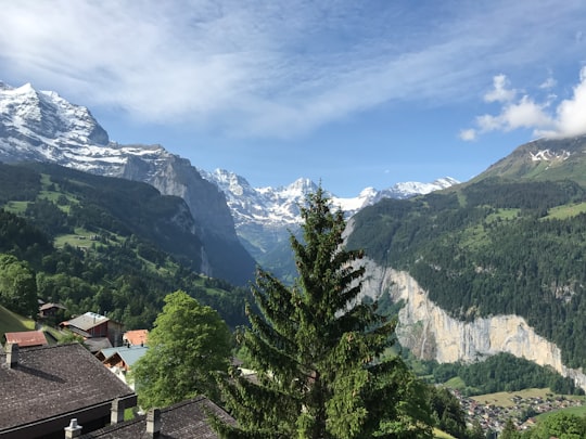 green trees and mountain covered with snow in Lauterbrunnen Switzerland