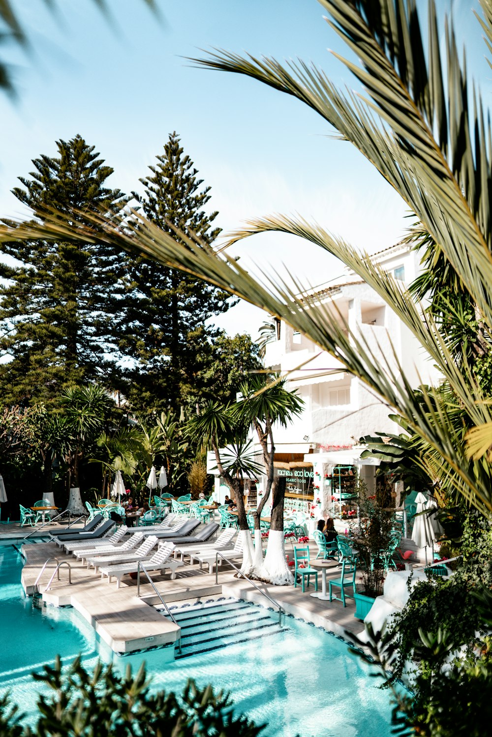 shallow focus photo of green trees near swimming pool