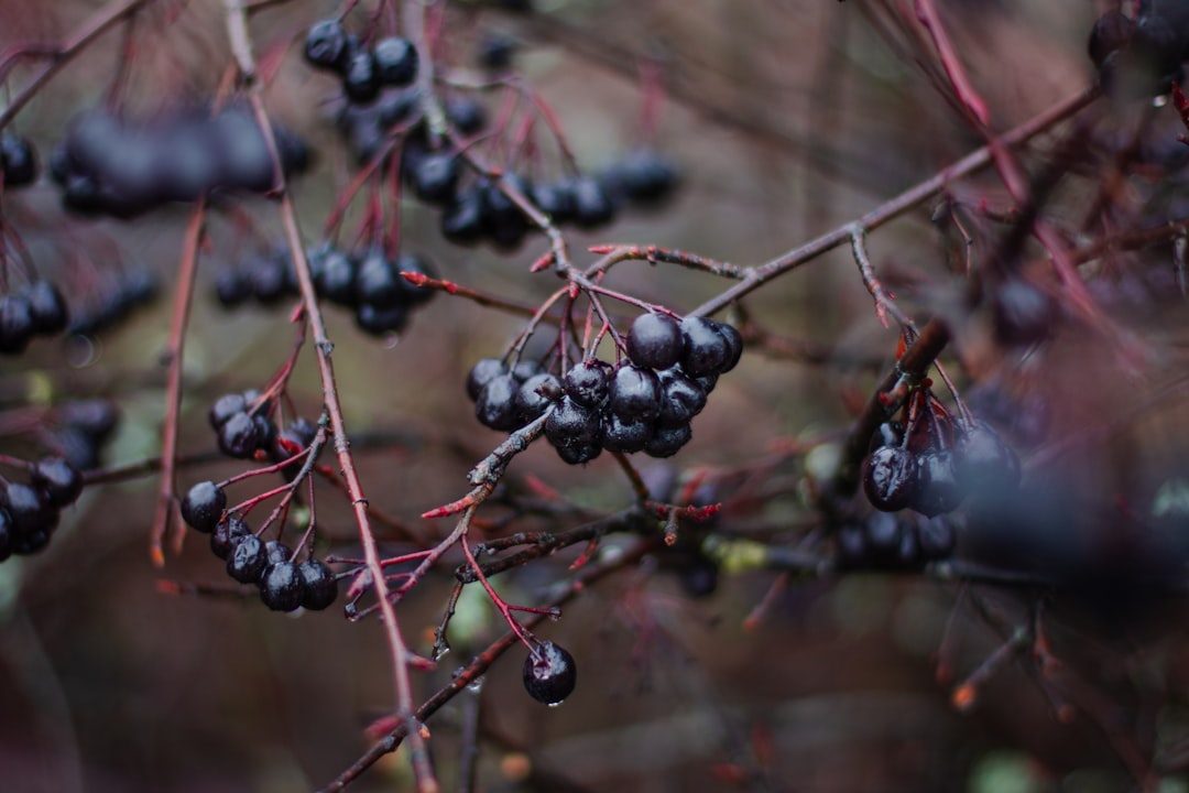 selective focus photography of berries