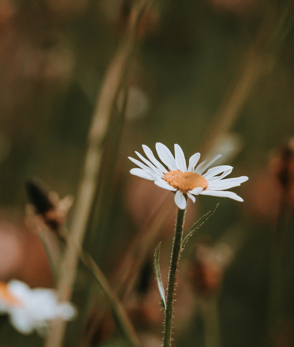 selective focus photography of white daisy during daytime