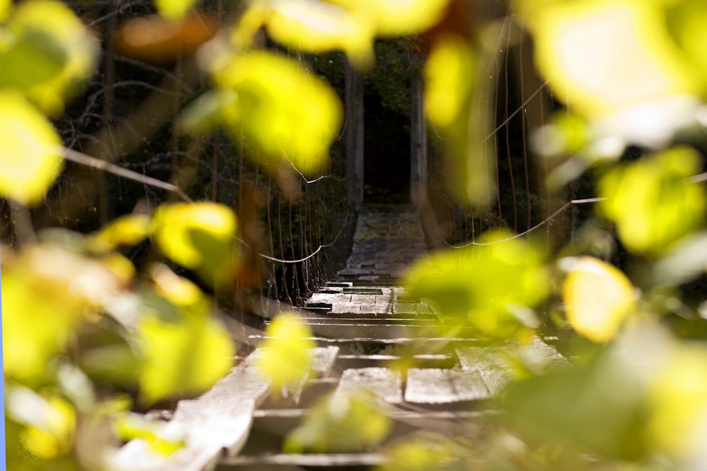 empty hanging bridge during daytime