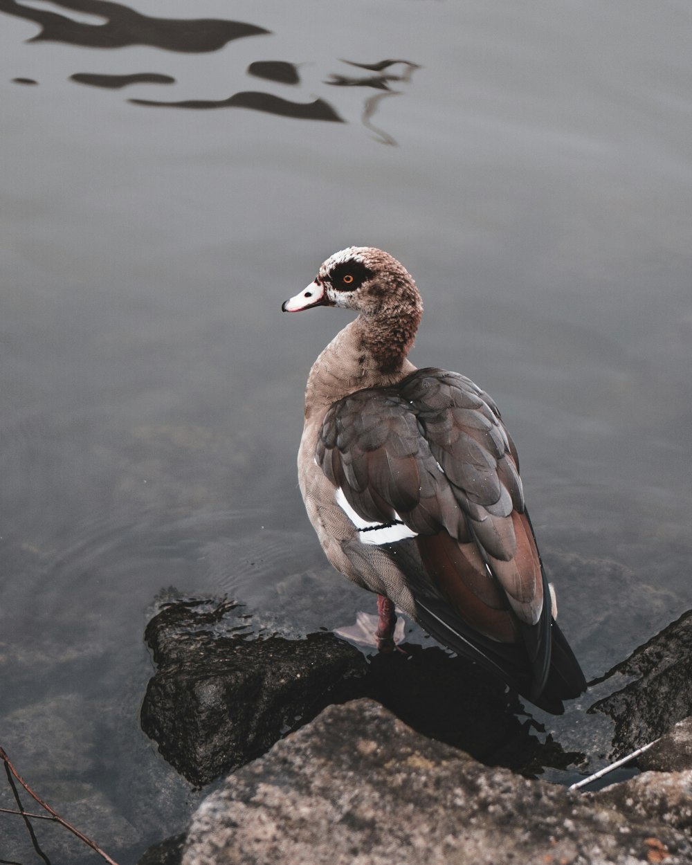 black and gray duck on rock