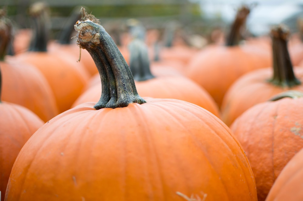 selective focus photography of orange pumpkins during daytime