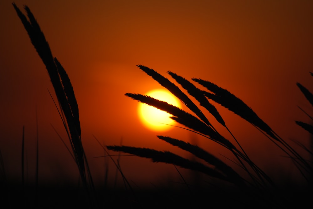 夕暮れ時の草のシルエット