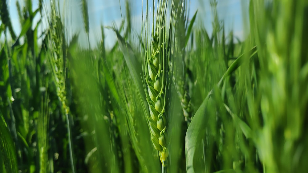 green wheat