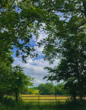 green-leafed tree
