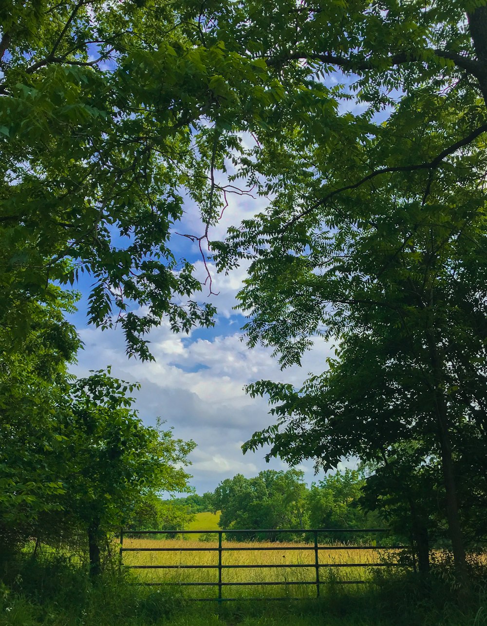 albero a foglia verde