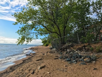 Volunteers planting native vegetation along a sandy shoreline to prevent erosion.