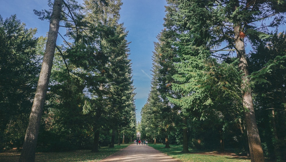 gray path walk surrounded with trees