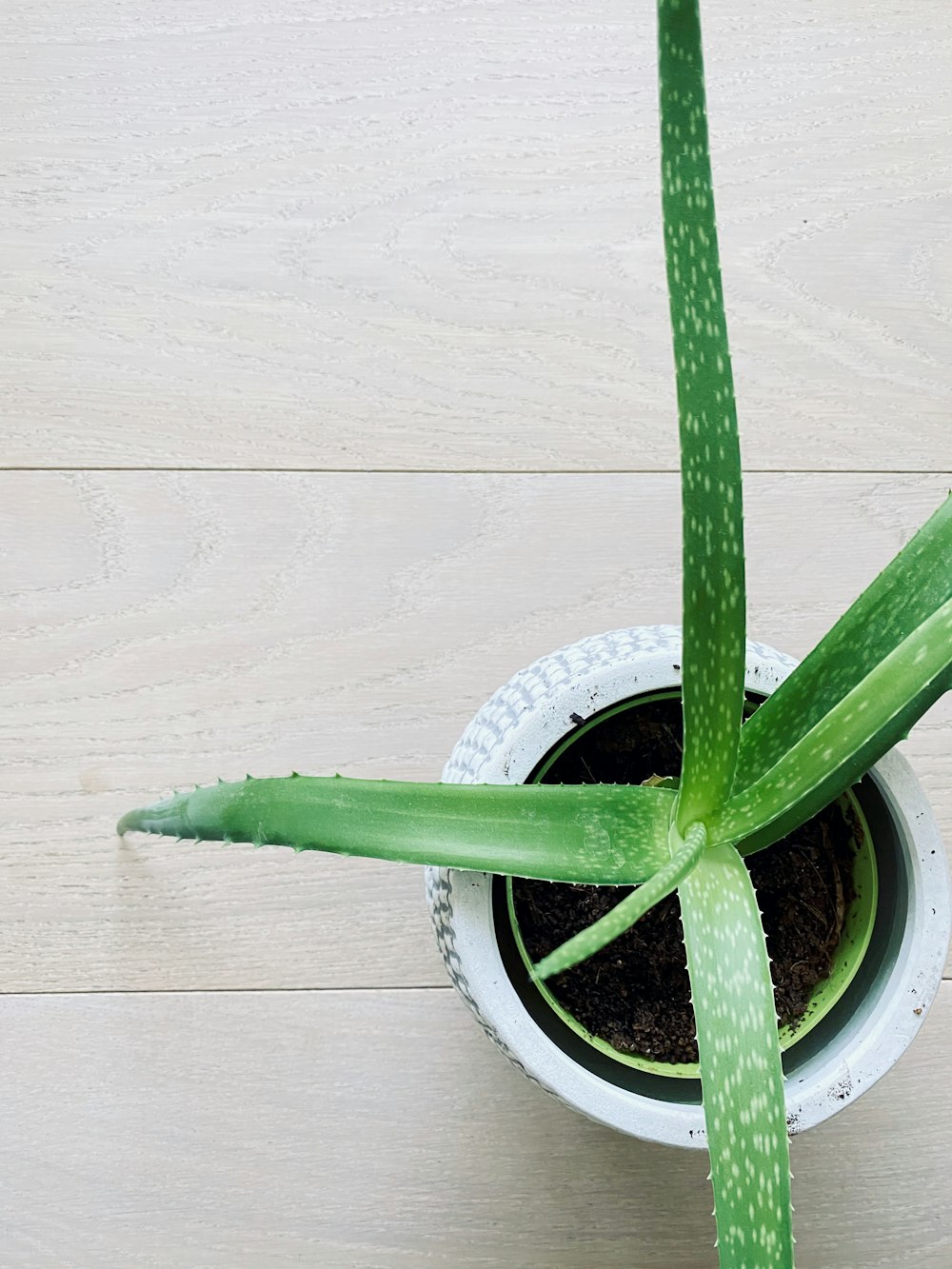 green Aloe Vera plant with pot