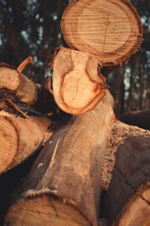 A close-up view of several cut tree logs stacked together, showing the texture and rings of the wood. Sawdust and rough bark edges are visible, with a forest backdrop in soft focus.
