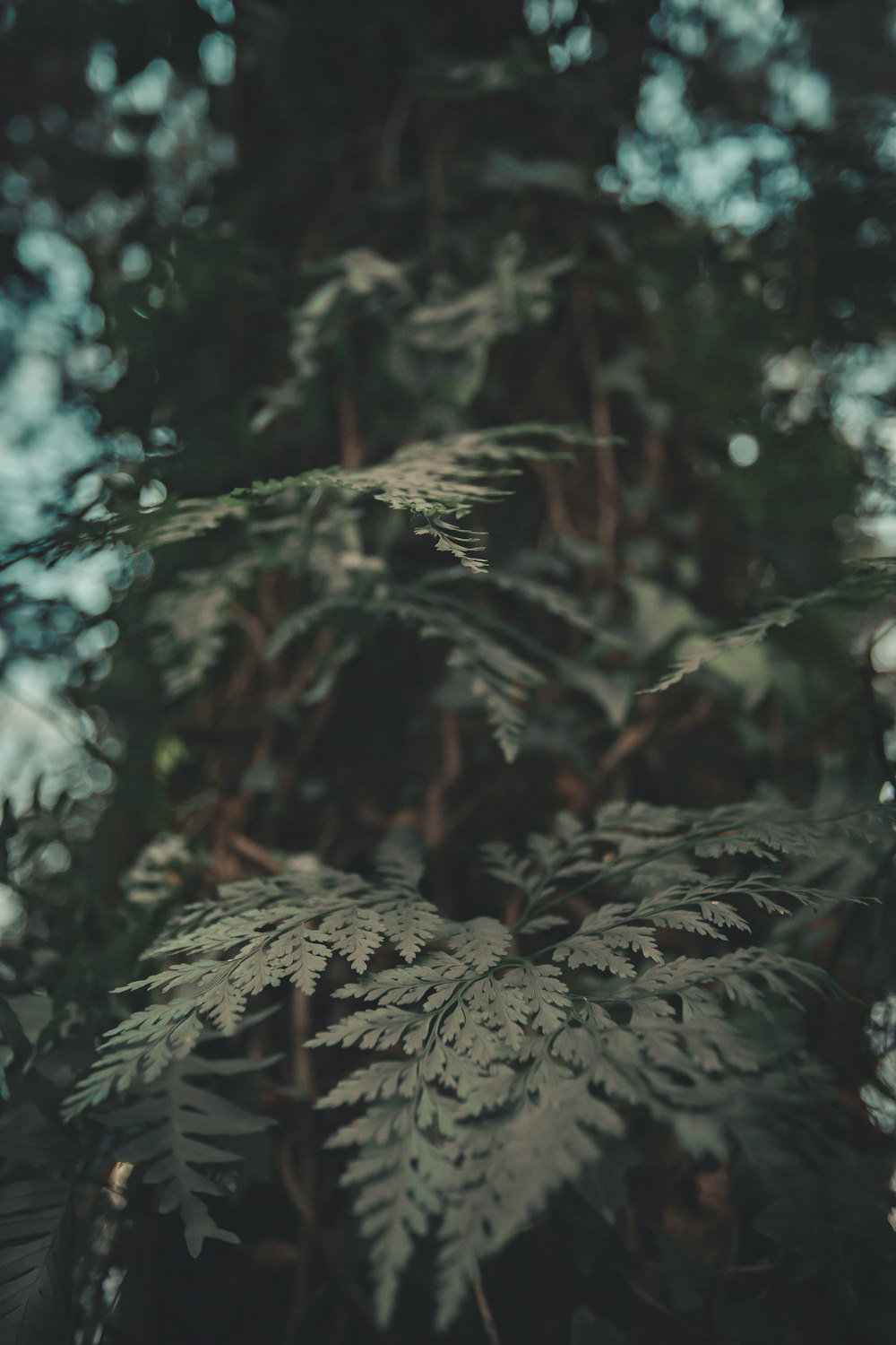 focus photography of green-leafed tree foliage