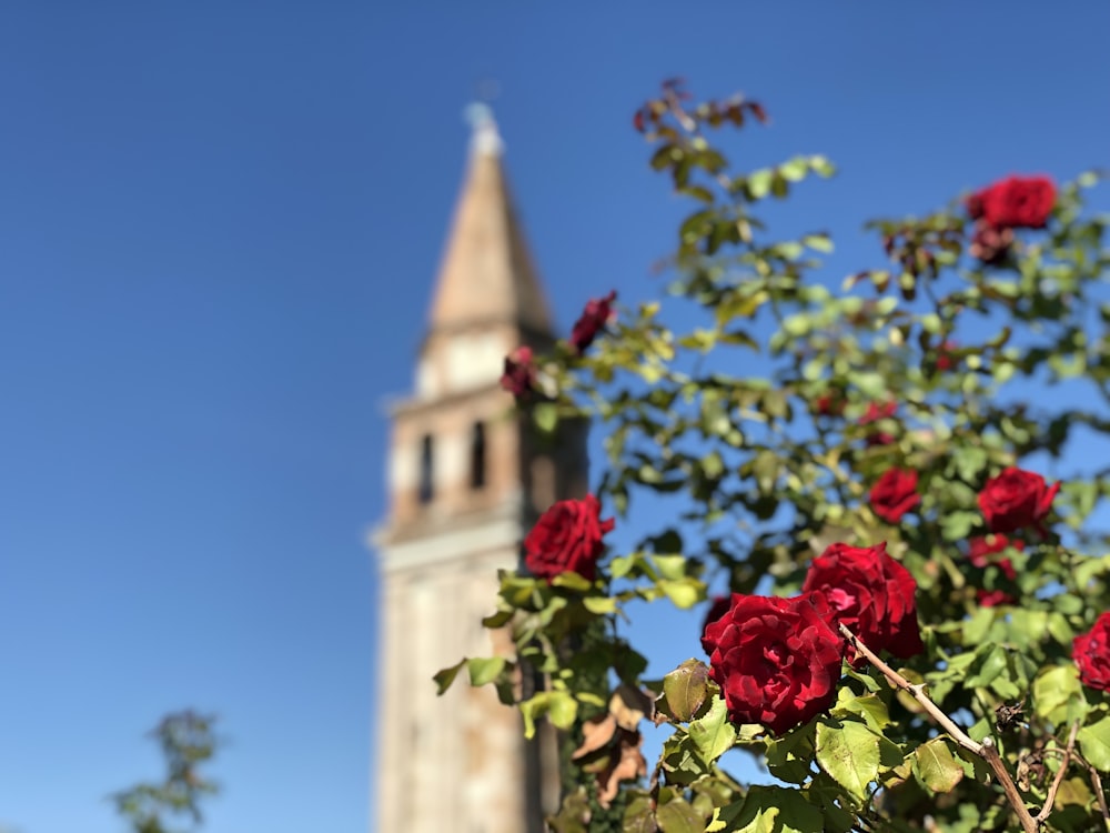 selective focus photo of red roses