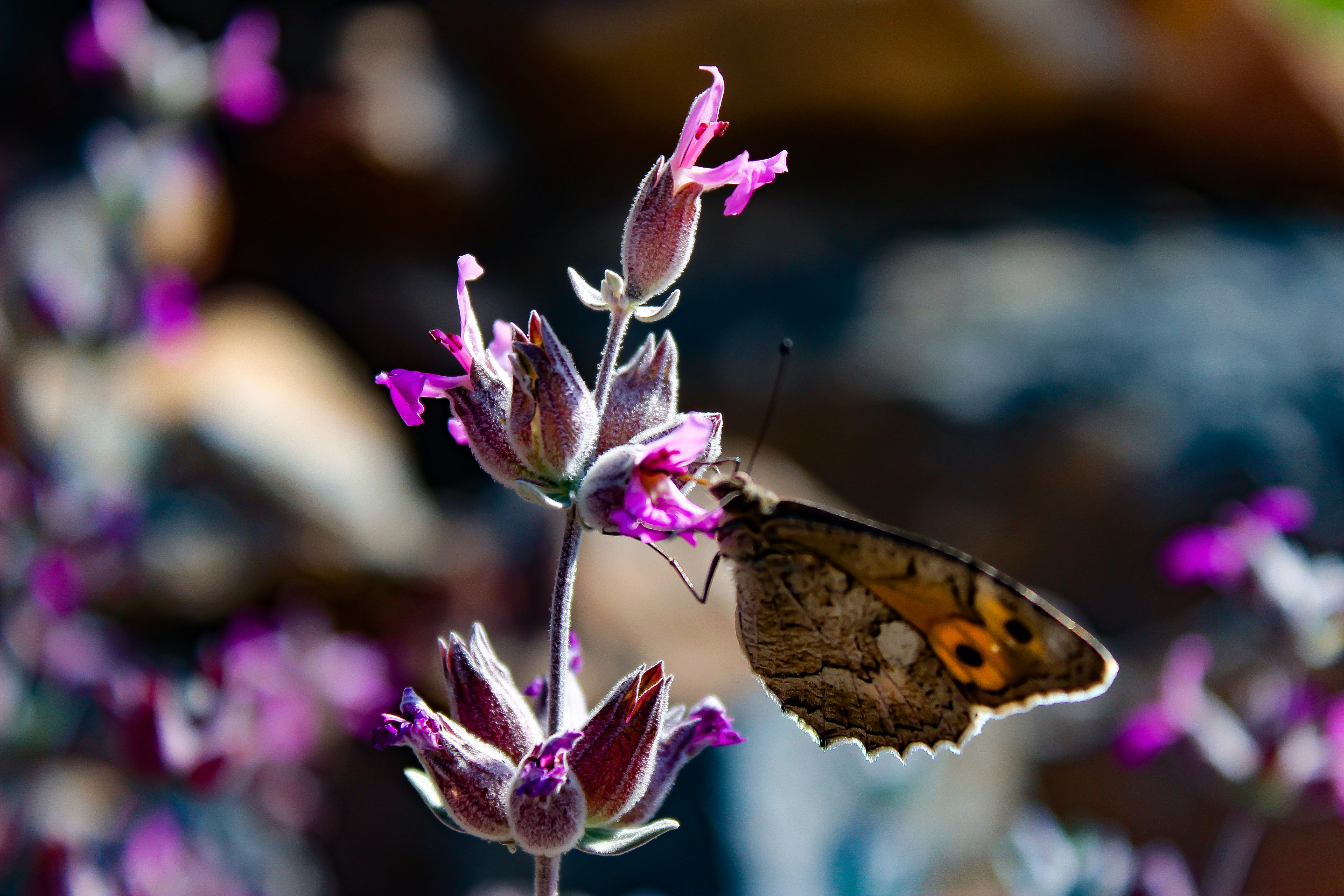 Selektive Fokusfotografie von braunem Schmetterling neben lila Blumen