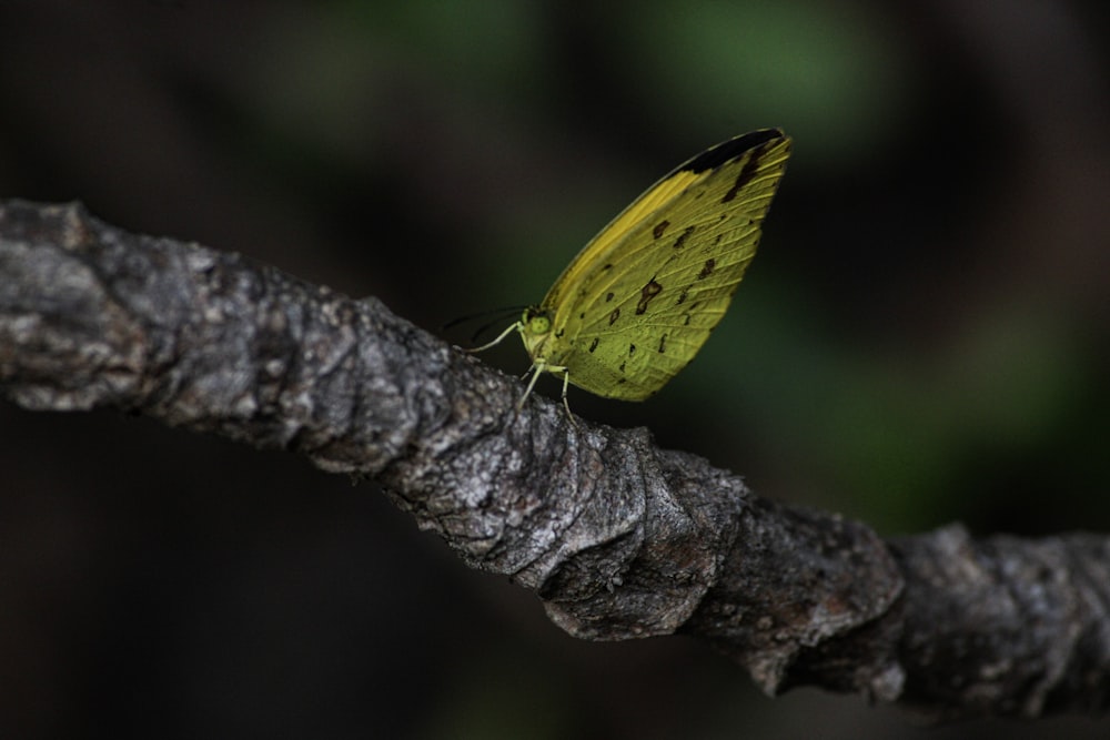 yellow butterfly perch on branch of tree