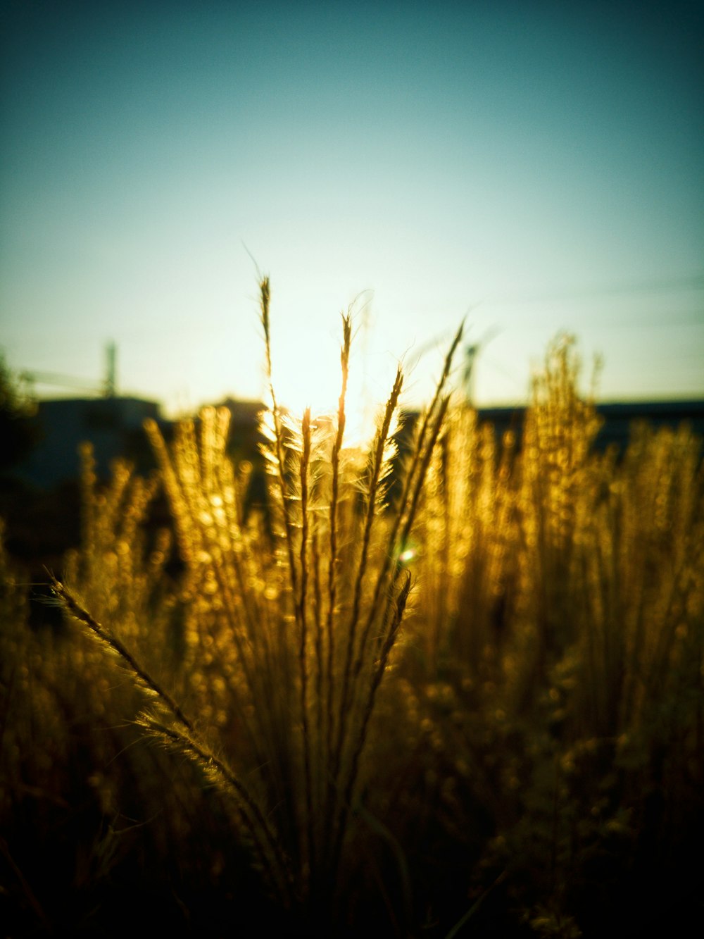 selective focus photography of brown plants during daytime