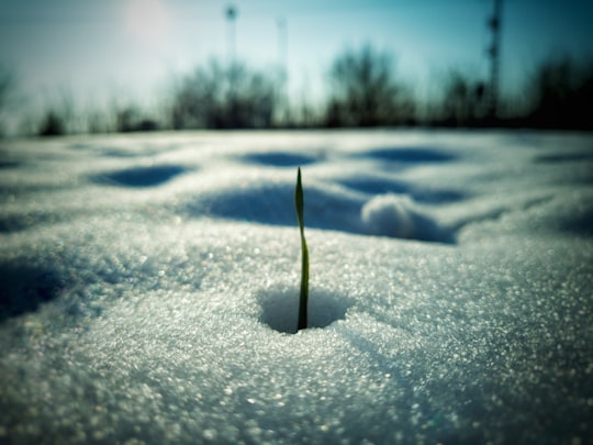 green sprout on snow in Perbál Hungary