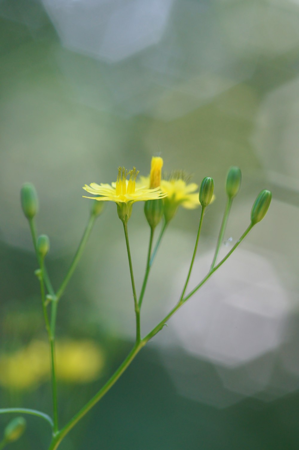 bokeh photography of yellow-petaled flower
