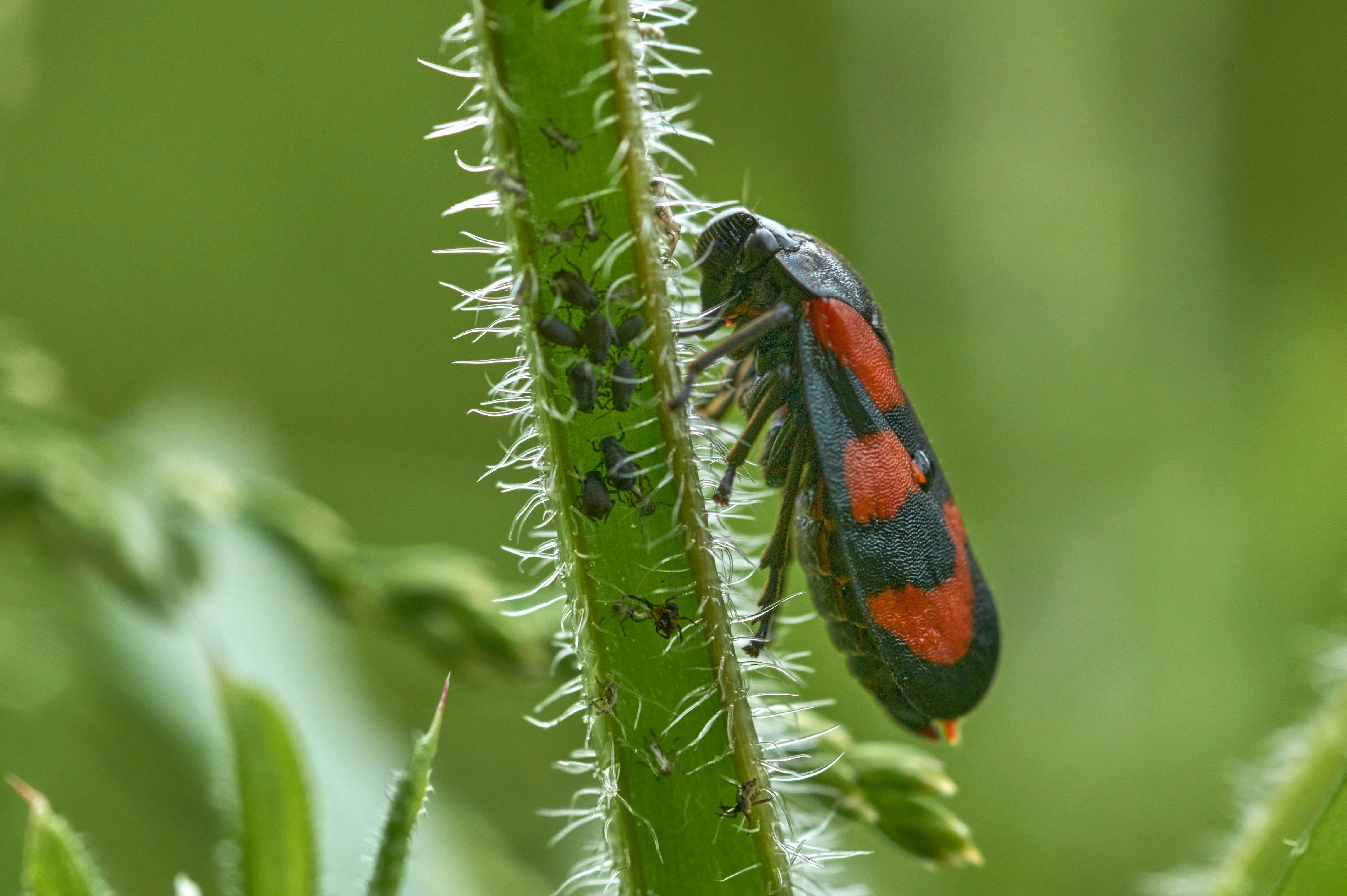 Photo by wolfgang_hasselmann