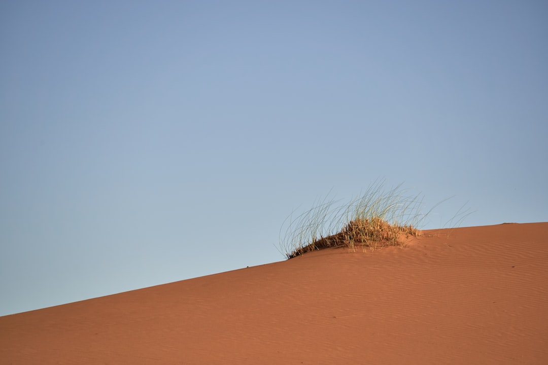 green grass on brown desert under a calm blue sky