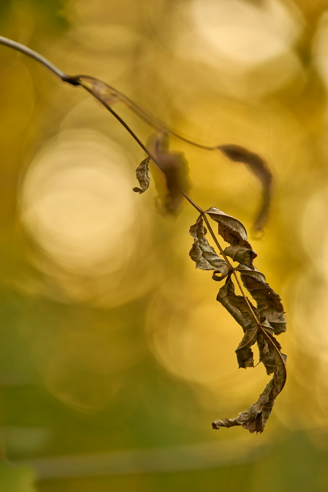 bokeh photography of withered green leaves