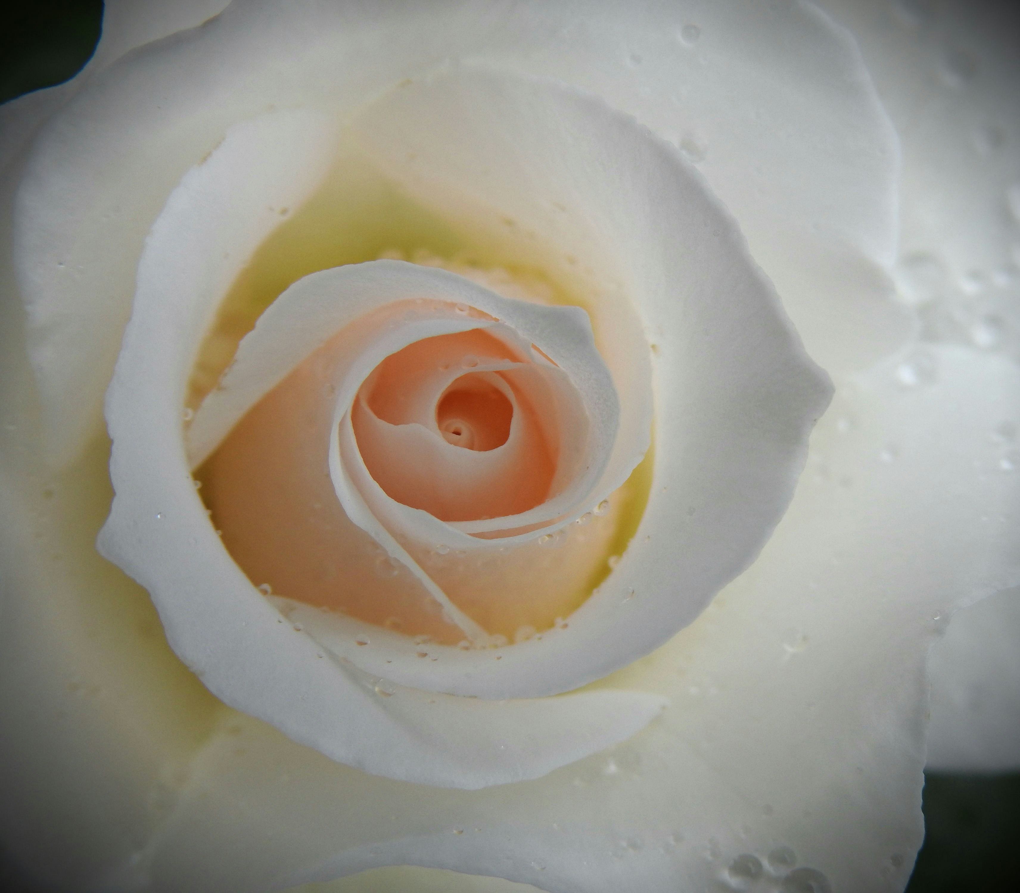 white and pink flower