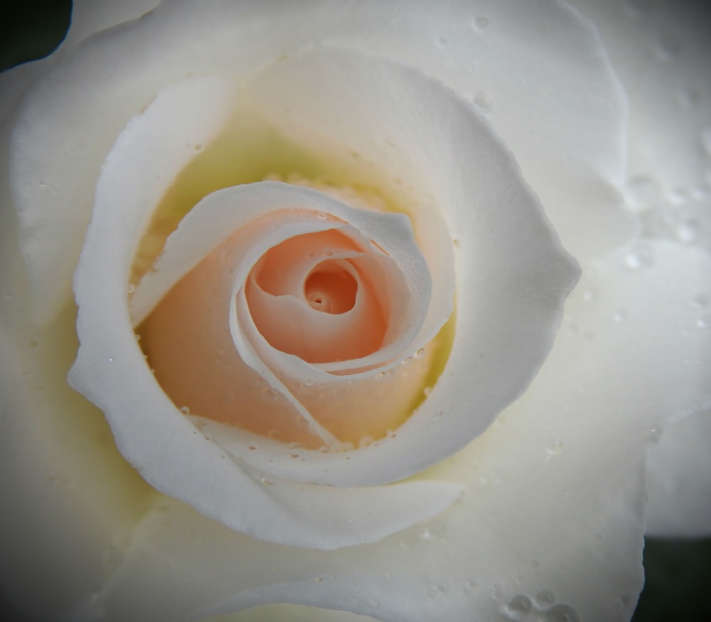 white and pink flower