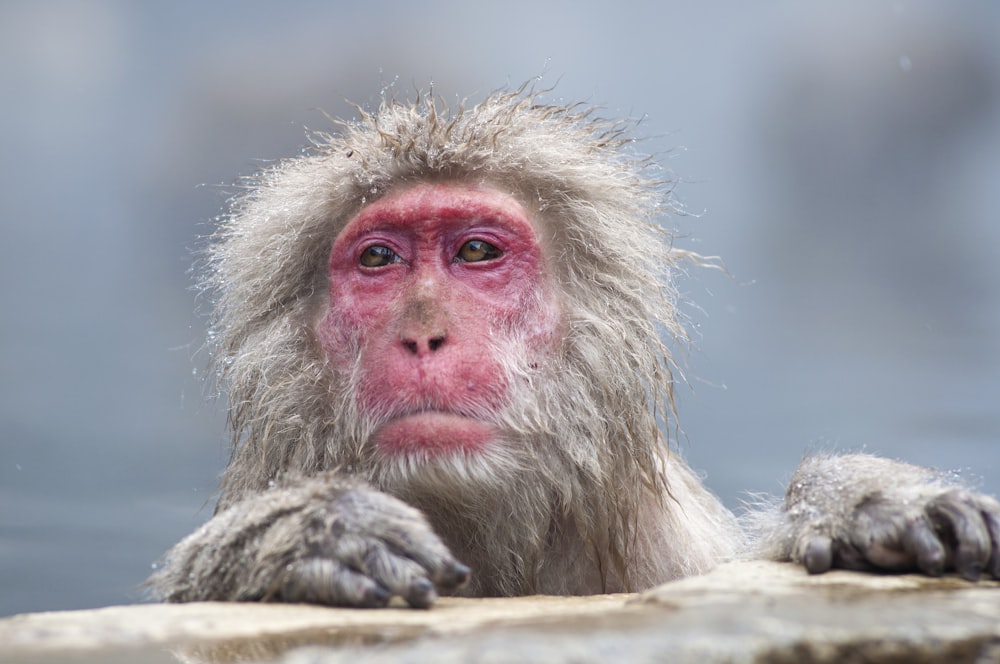 Más de 1000 imágenes de monos blancos | Descargar imágenes gratis en  Unsplash