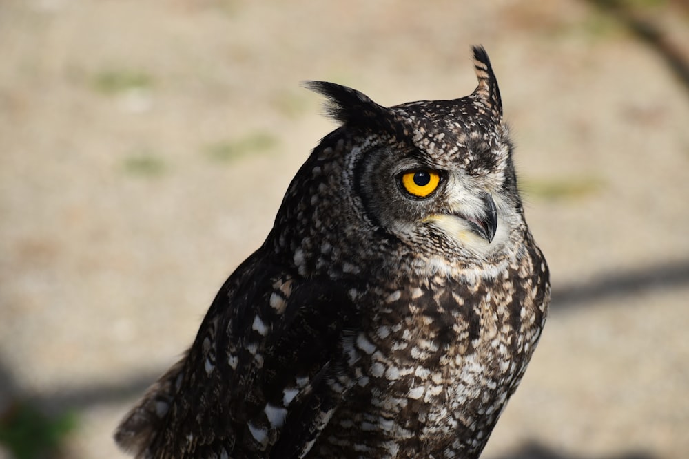 selective-focus photograph of gray and white owl