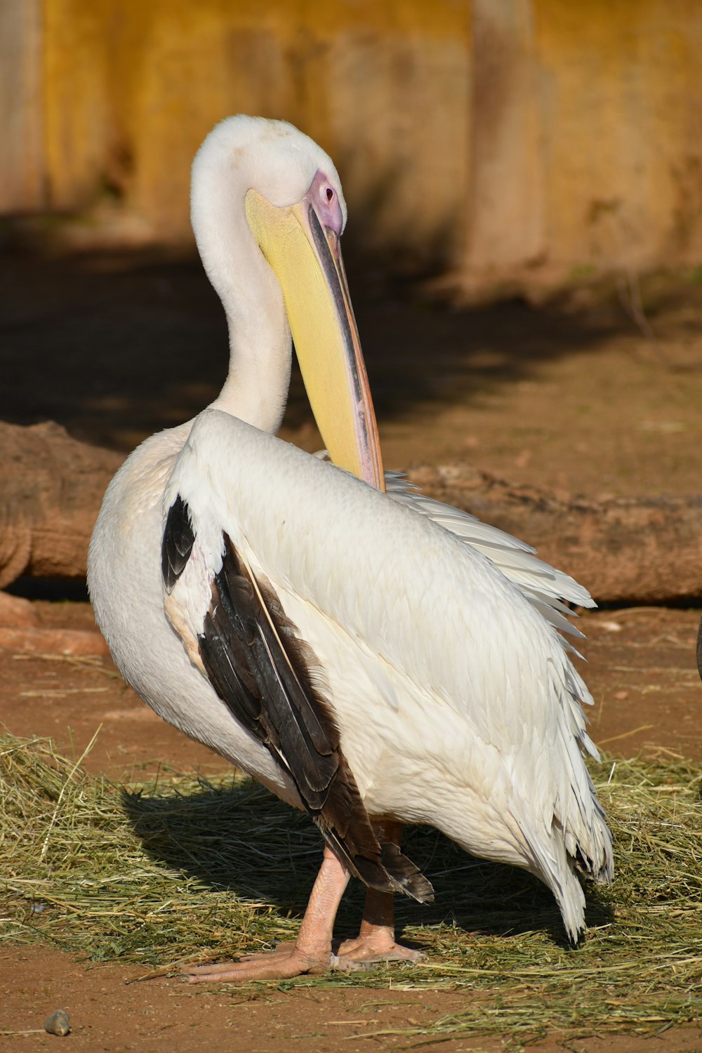 white pelican on soil