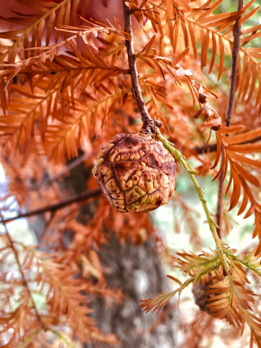 round brown fruit