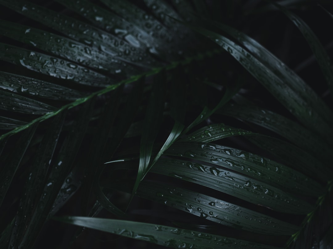 green leafed plant, Dark and moody view of palm leaves after a rain in the jungle. Perfect for screensaver and wallpaper