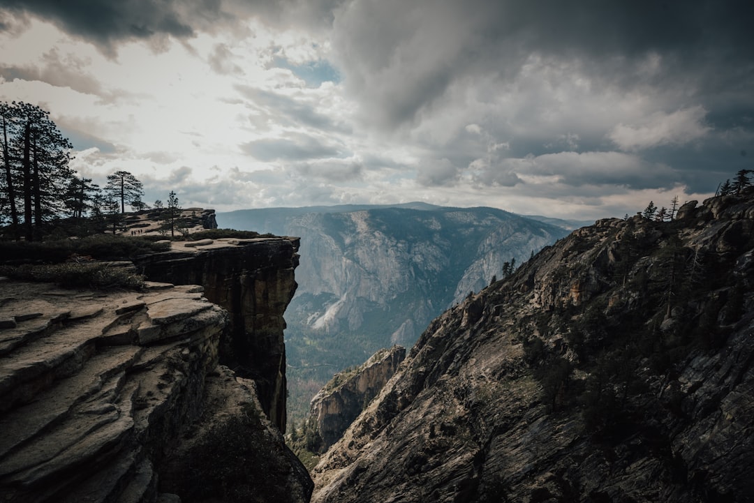 trees on cliff