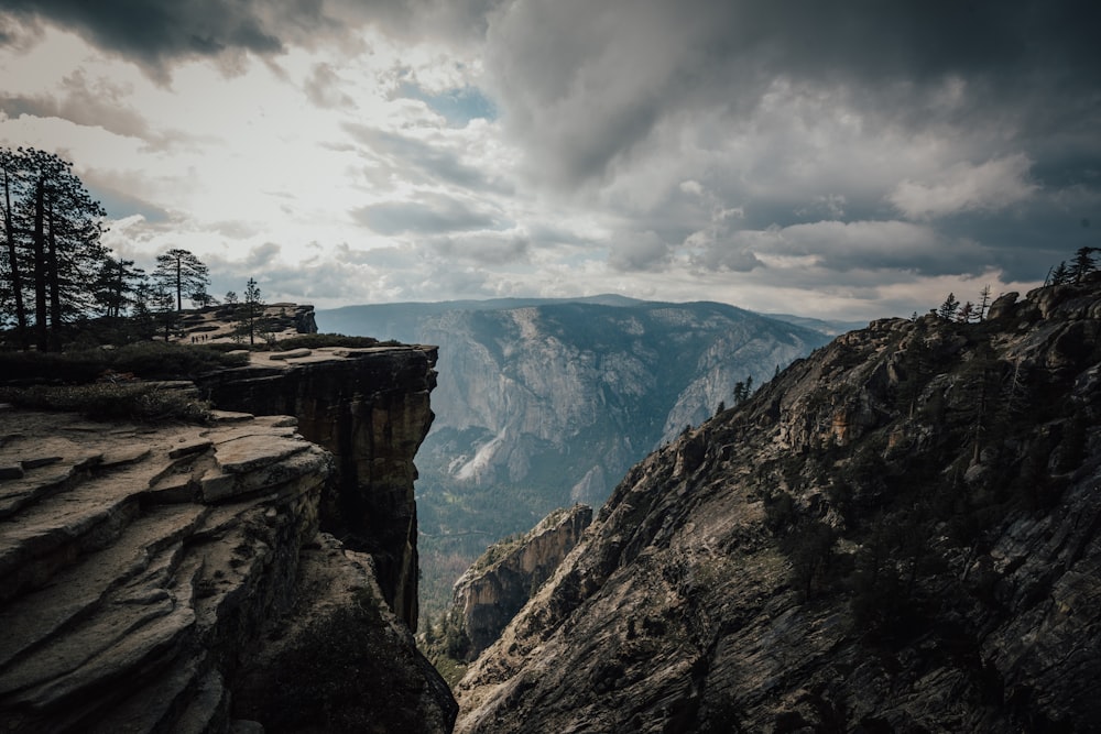 trees on cliff