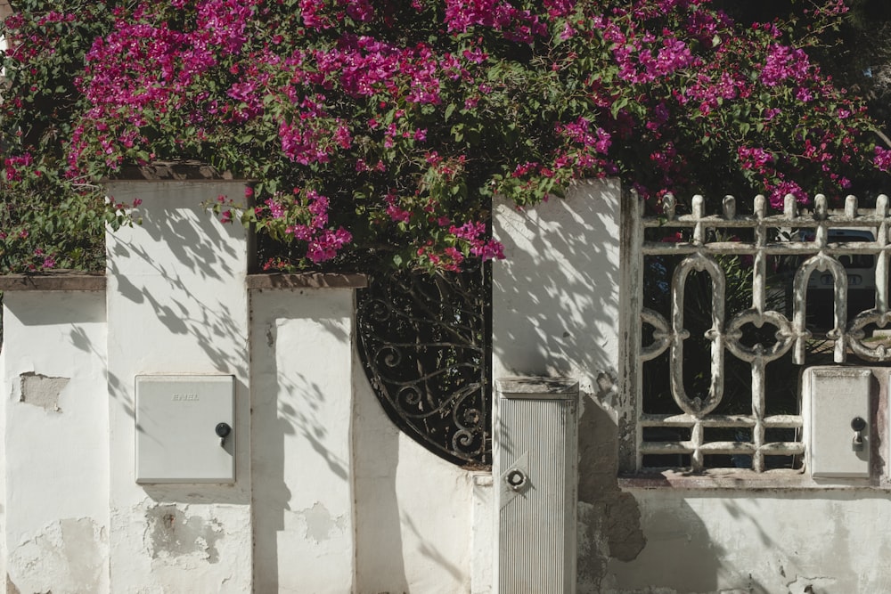 pink bougainvillea plants beside wall