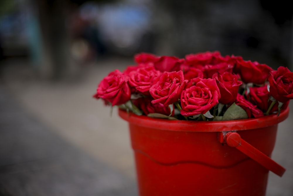 pail of red roses