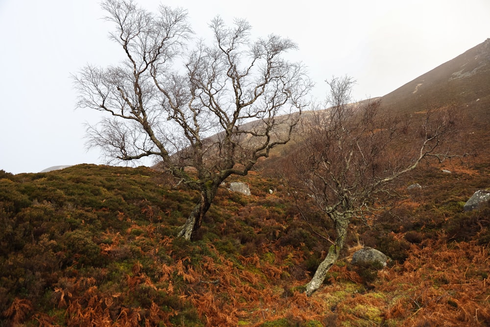 three bare trees