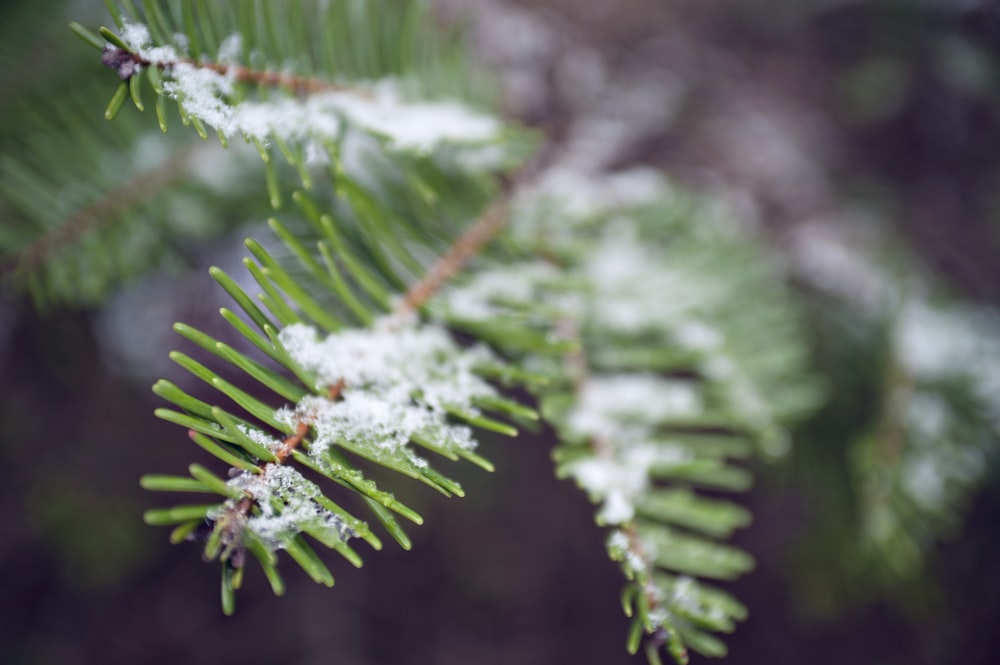 shallow focus photography of green-leafed plant