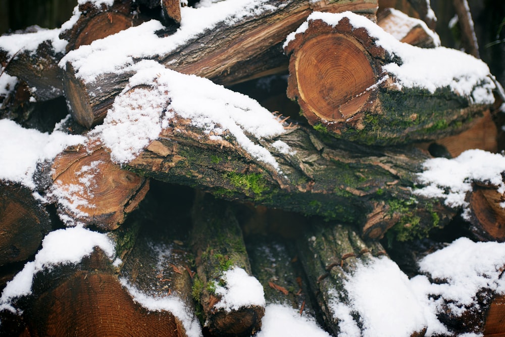 pile of wood logs