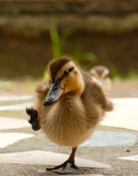 yellow and brown duckling