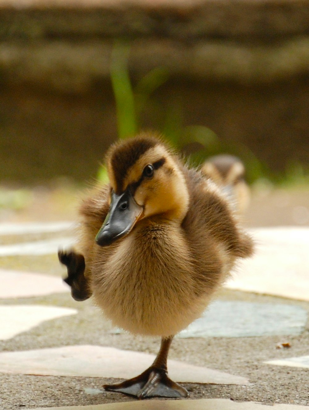 yellow and brown duckling