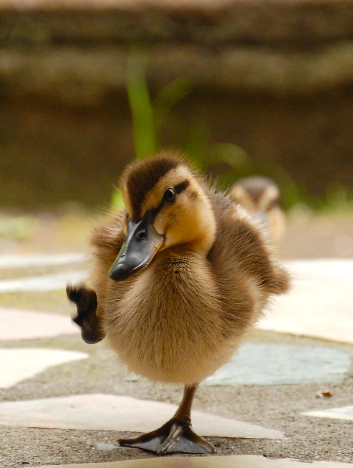 A yellow and brown duckling