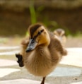 yellow and brown duckling