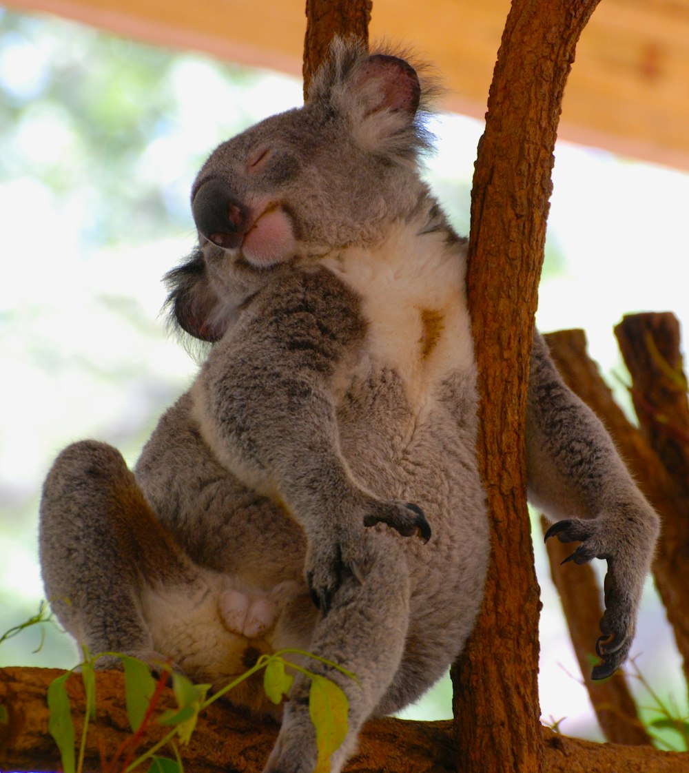 gray koala sleeping